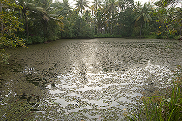 Kerala fishery